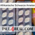 African Black Ant 07